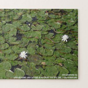 LOTUS BLOSSOMS OVER LILY PADS IN PATTERSON PARK BOAT LAKE